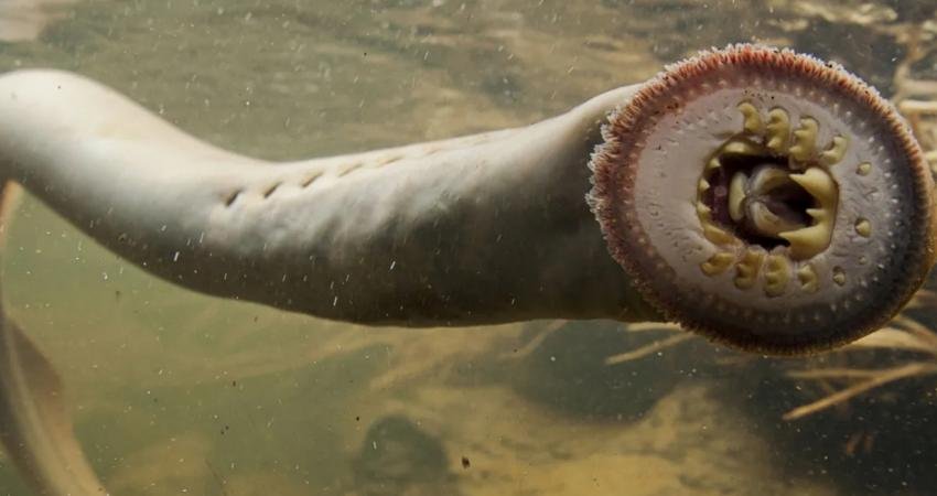 Pasifik lampreyi, yaklaşık 450 milyon yıl öncesinden, Ordovisyen döneminden beri