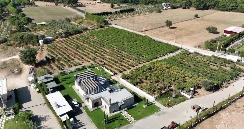 Bağcılık kültürünü kentte yeniden canlandıran Buca Belediyesi, bağ bozumuna başladı.