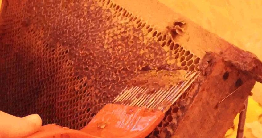 Büyükçekmece Belediyesi Tarım Akademisi’nde 'Arı Yetiştiriciliği' eğitimi alan bal üreticileri