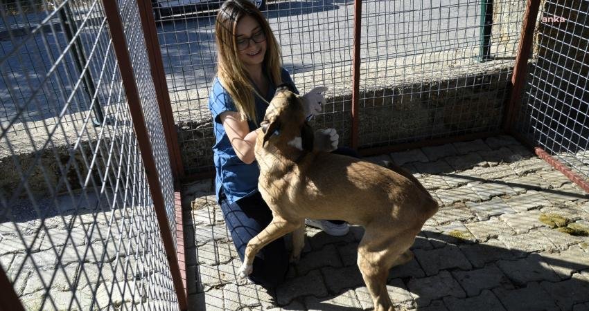 Çine Belediyesi Veterinerlik İşleri Birimi, 'Kısırlaştır, Aşılat, Yaşat' politikasıyla sokak