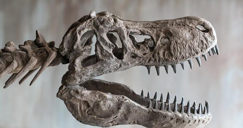 Bir komplo teorisyeni soruyor: "Dinozorlar gerçekten var olsaydı, kemikleri her