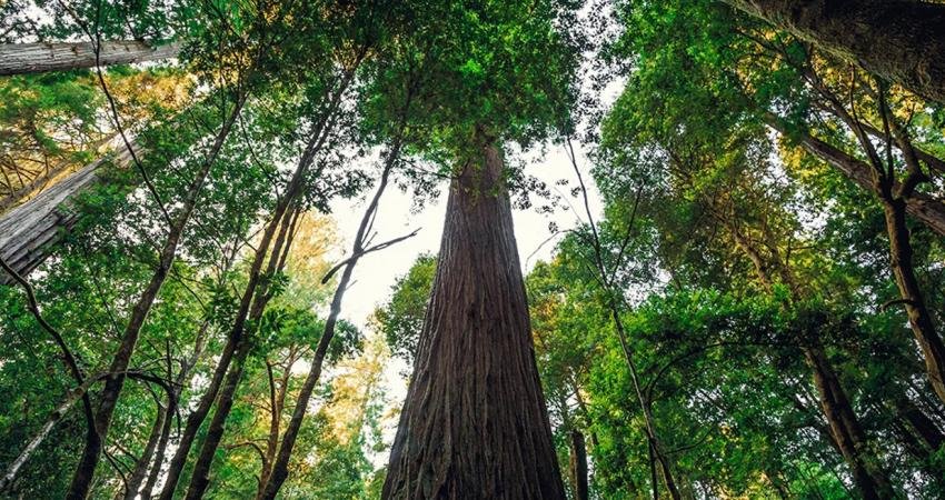 Dünya'nın en uzun ağacı olarak bilinen 115.92 metre yüksekliğindeki Hyperion'u