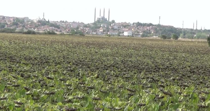 Edirne’de ayçiçek üreticileri, kuraklık nedeniyle ayçiçeğinde verim ve satış fiyatının