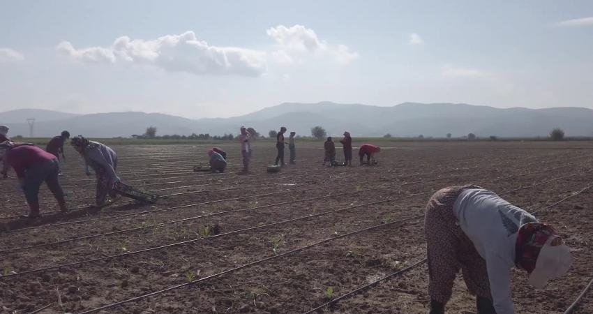 Aydın'ın Efeler ilçesinde hibrit enginar fideleri belediye arazisinde toprakla buluşturuldu.