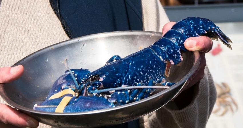 Rast gelme ihtimalinizin 2 milyonda bir olduğu mavi ıstakoz, bir