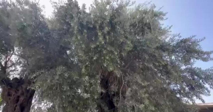 Deprem bölgesinde yeni konut yapımı için tarım arazileri ve zeytinlikleri