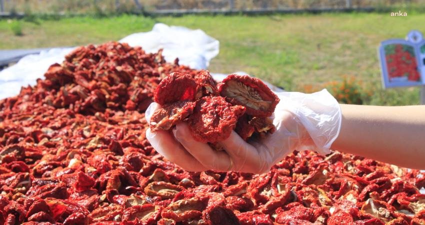 Honaz Belediyesi, bünyesindeki arazilerde üretilen ata tohumu domatesleri kurutarak değerlendiriyor.