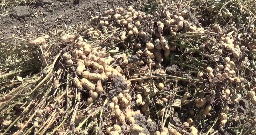 Osmaniye’nin Kadirli ilçesinde üretici, artan maliyetlerden dolayı yerfıstığının kilogram fiyatının