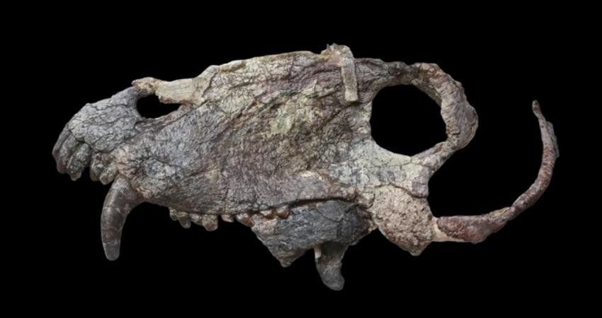 Daha dinozorlar yokken, bu dev yırtıcılar dünyaya hükmediyordu: Yeni bir