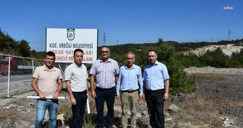 Türkiye’de 2004 yılında Hayvan Hakları Kanunu yürürlüğe girmeden önce Sokak