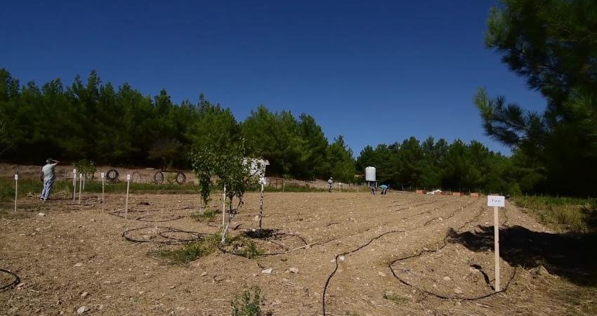 Atalık tohumların devamlılığını sağlamak için üretim yapan ve bugüne kadar