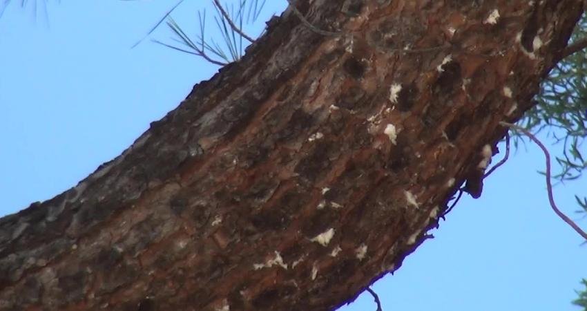 Muğla'nın Milas ilçesine bağlı Kalem Dümendibi Mahallesi'nde yaşamını sürdüren 60