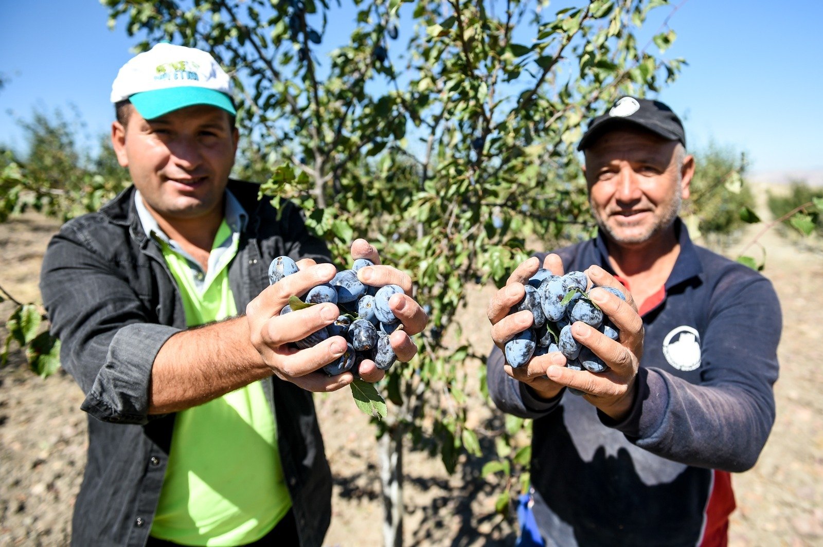 Altındağ Belediyesi tarafından 2019 yılı Kasım ayında oluşturulan meyve ormanı