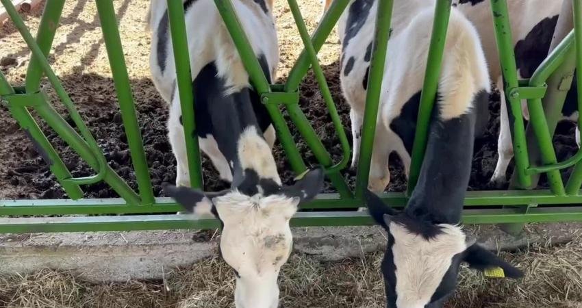 CHP Niğde Milletvekili Ömer Fethi Gürer, maliyet artışları nedeniyle hayvancılık