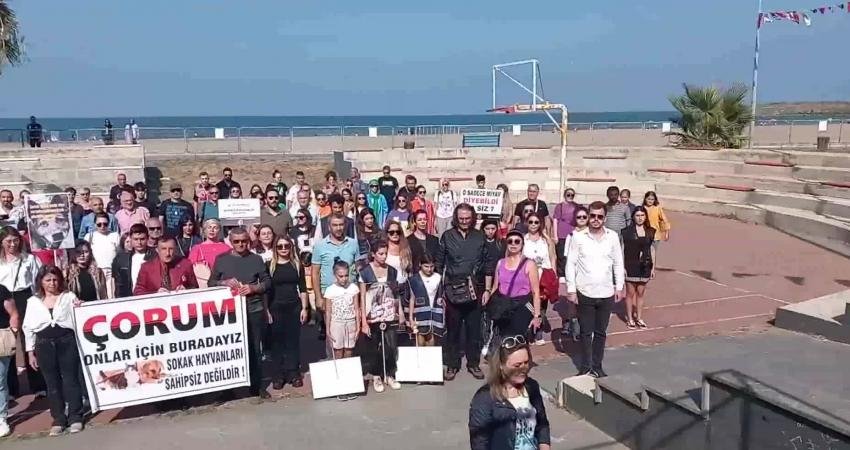 Samsun'un Atakum ilçesinde Alfa Arama Kurtarma Derneği tarafından 'Sokak Hayvanları