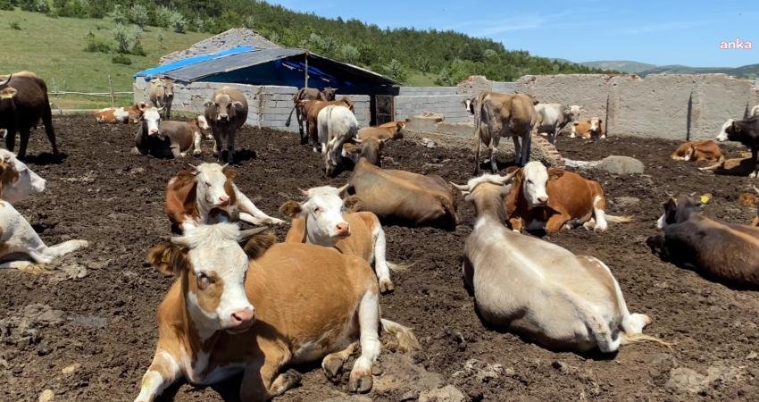 Türkiye İstatistik Kurumu (TÜİK) verilerine göre, yılın ilk 6 ayında