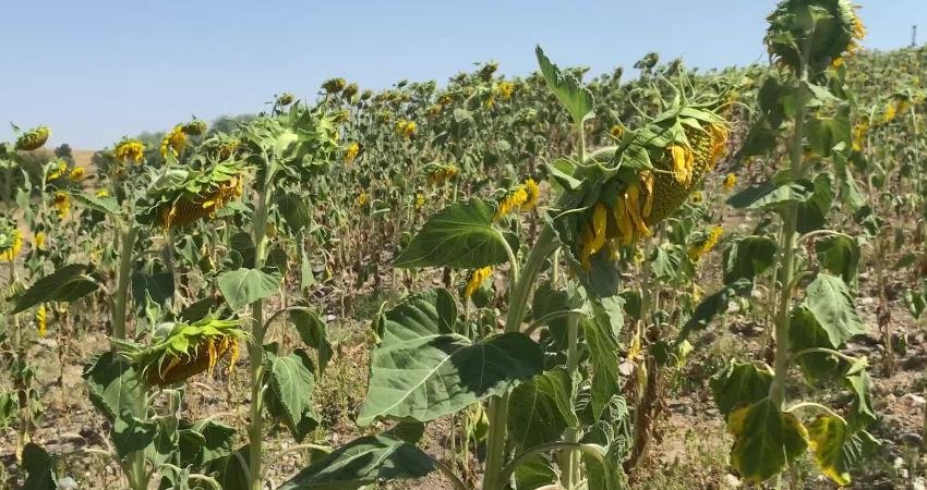 Yozgat’ta ayçiçeği hasadı başladı, ancak üreticiler alım fiyatının düşük olmasından
