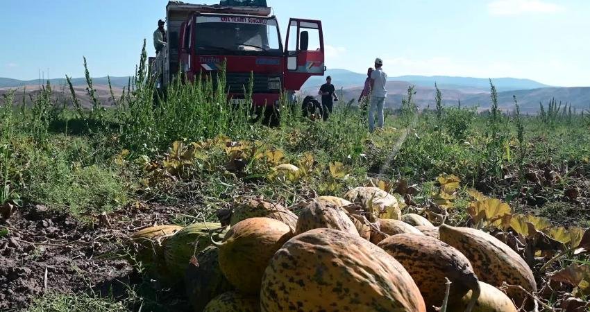 Yozgat’ın Yerköy ilçesine bağlı Sekili ve çevre köylerinde sezonun en