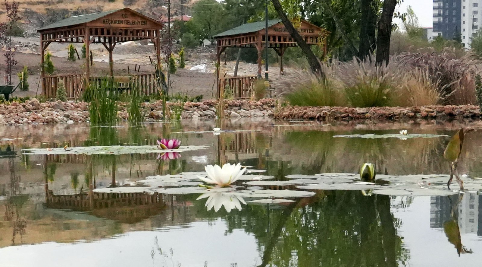 Keçiören Ovacık Mahallesi’nde yer alan 50 dönümlük Lavanta ve Gül