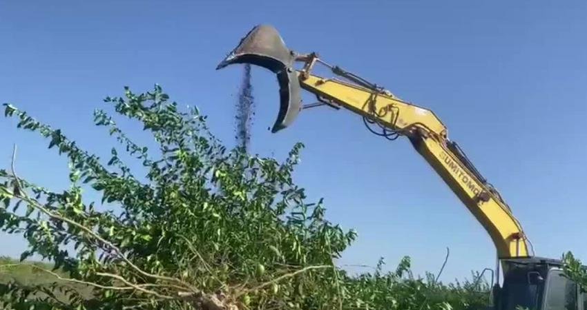 Markette fiyatı 15-20 TL arasında değişen limon, dalında 50 kuruşa