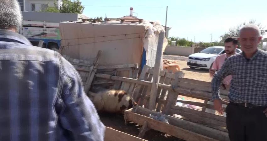 Aksaray'ın Topakkaya beldesinde yaşayan Mustafa Avcu’nun mandırasında bulunan 15 küçükbaş