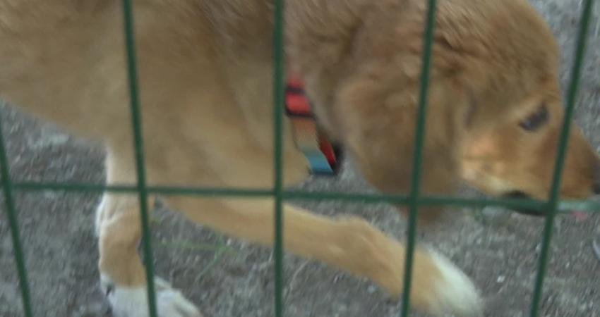 Antalya Büyükşehir Belediyesi, sokağa terk edilen yavru can dostlara otur-kalk