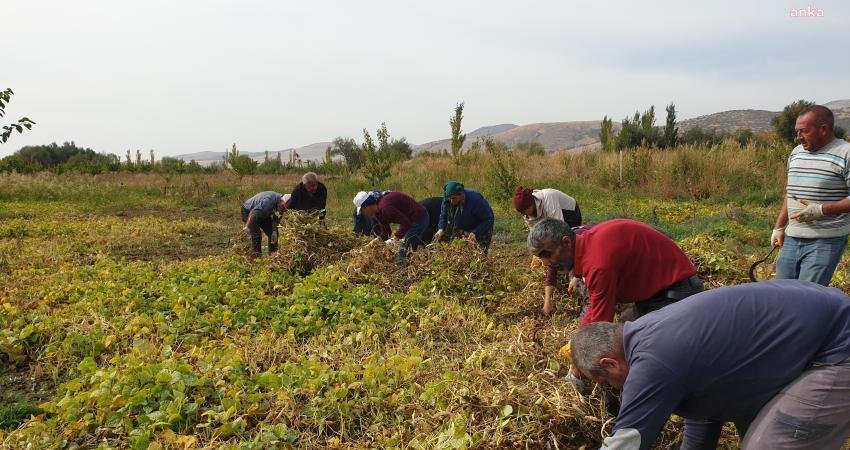 Arguvan Belediyesi tarafından ekilen kuru fasulyelerin hasat zamanı geldi. Hasada