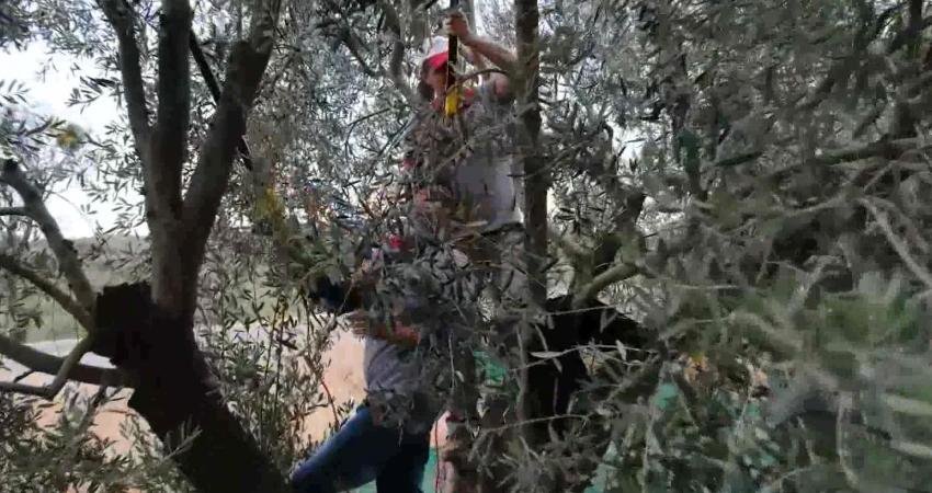 14 milyon zeytin ağacıyla Türkiye’nin en büyük zeytin üretim merkezlerinden