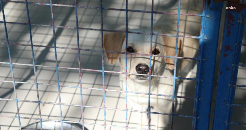 4 Ekim Hayvanları Koruma Günü kapsamında Bodrum Belediye AŞ Özel Bodrum