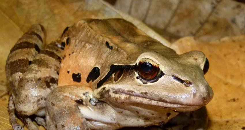 Bir zamanlar Karayipler'de yaygın olan ama nesli kritik derecede tehlike