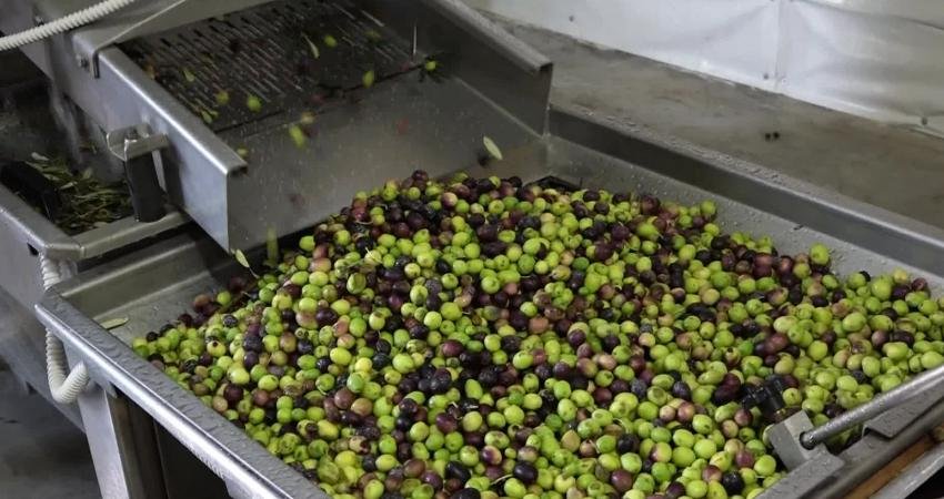 Türkiye’nin en önemli zeytin ve zeytinyağı üretim merkezlerinden Edremit’te zeytinciliğin