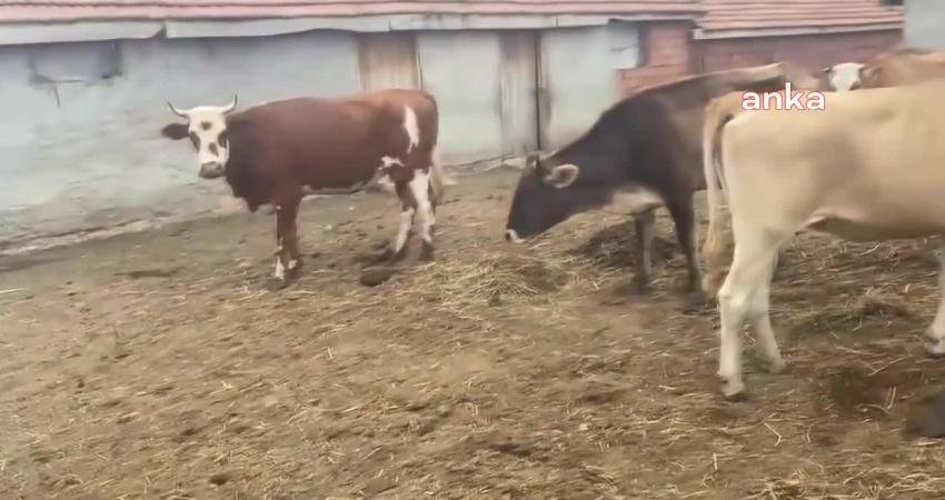 Tarım ve Orman Bakanlığı’nın, hayvanlarda görülen SAT-2 serotipi şap hastalığına