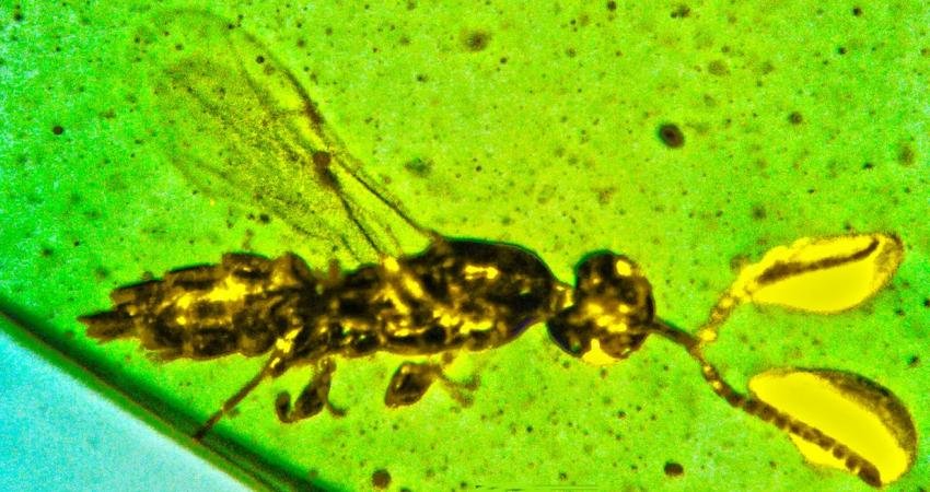 100 milyon yıl önce yaşadığı belirlenen ve benzersiz antenleriyle araştırmacıları