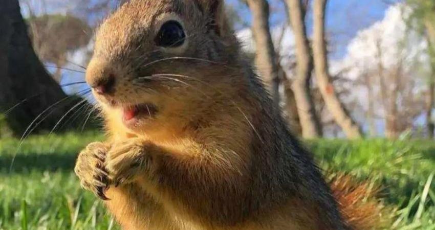 İstanbul Büyükşehir Belediyesi (İBB) iştirakleri İSTGÜVEN AŞ bünyesinde, şehrin bin