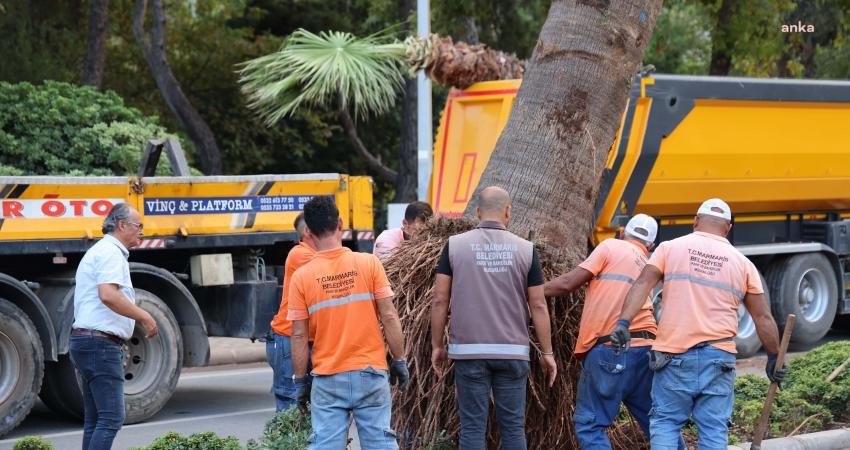 Marmaris Belediyesi tarafından İçmeler Mahallesi Atatürk Caddesi’ne 23 palmiye ağacı