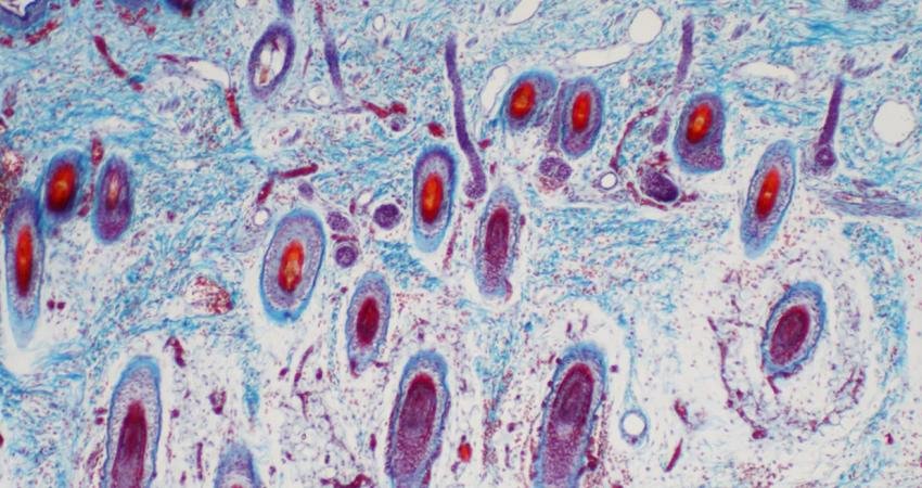 İnsan vücudunda kaç hücre var? Küçük bir spoiler verelim; çok