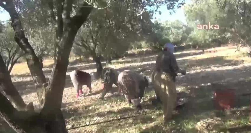 İzmir'in Bergama ilçesine bağlı Sarıcalar köyünde zeytin hasadı başladı. Üretici