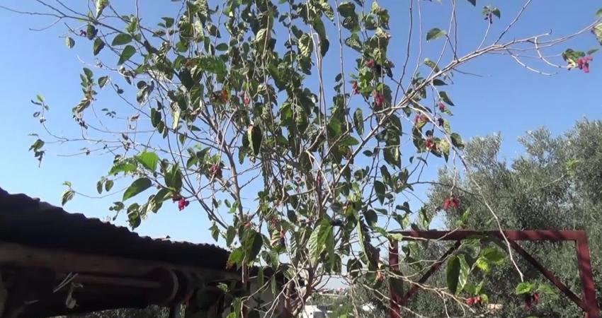 Osmaniye'nin Kadirli ilçesinde dut ağacı ekim ayında ikinci kez meyve