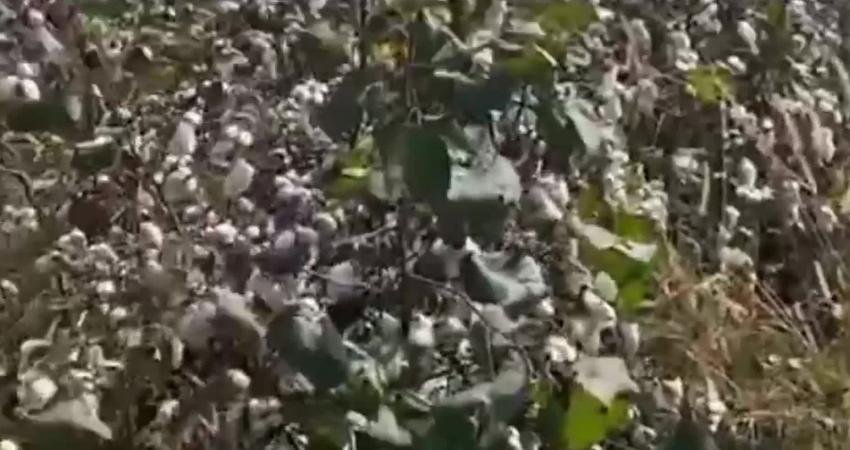 Osmaniye'nin Kadirli ilçesinde pamuk üreticileri Çukobirlik tarafından açıklanan pamuk fiyatına