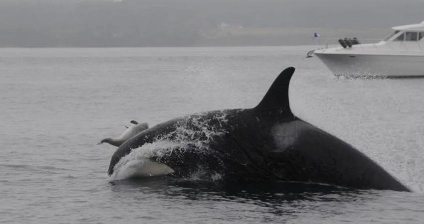 Güney Yerlisi Orkalar olarak da bilinen katil balinaların, yemedikleri halde