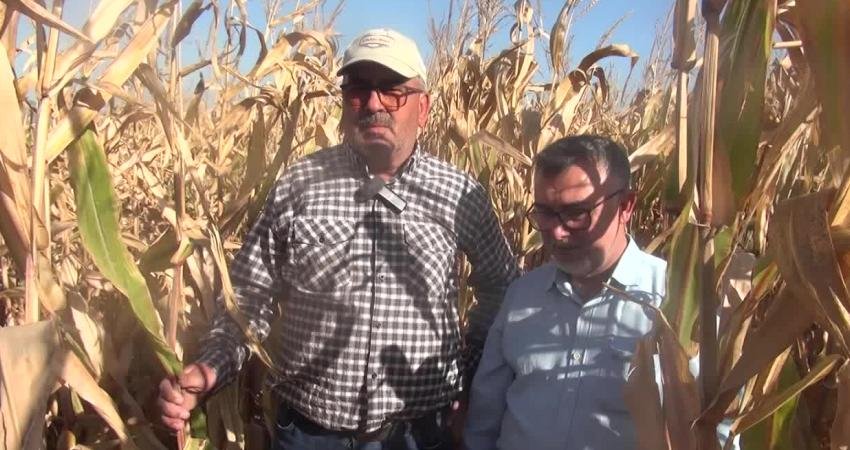 Mısır üreticileri, artan maliyetler ve düşen fiyatlar nedeniyle zor bir