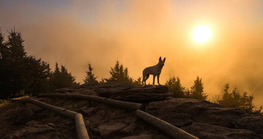 Köpekler, kurtlar ve dingolar, ilk bakışta birbirlerine çok benzeyen hayvanlardır.