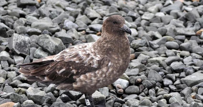 Antarktika'da ilk kez kuş gribi tespit edildi. Hastalık belli bir