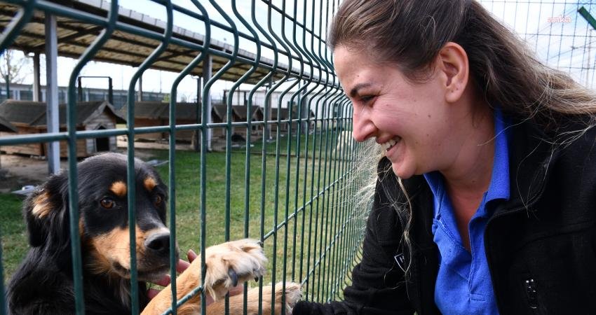 Son 5 yılda 4 bin 301 hayvanın kısırlaştırıldığı, yılın ilk 9