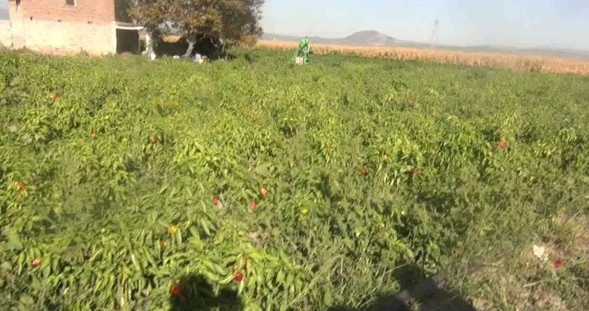 Manisa'nın Kırkağaç ilçesinde biber ve mısır tarlasında yevmiye ile çalışan emekli