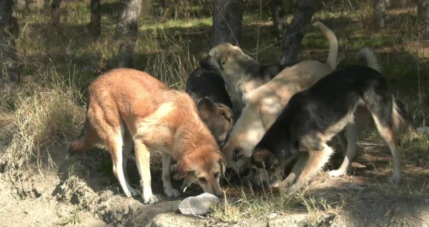 Maya Kimsesiz Köpekleri Koruma Kurtarma ve Yuvalandırma Vakfı Başkanı Mehmet