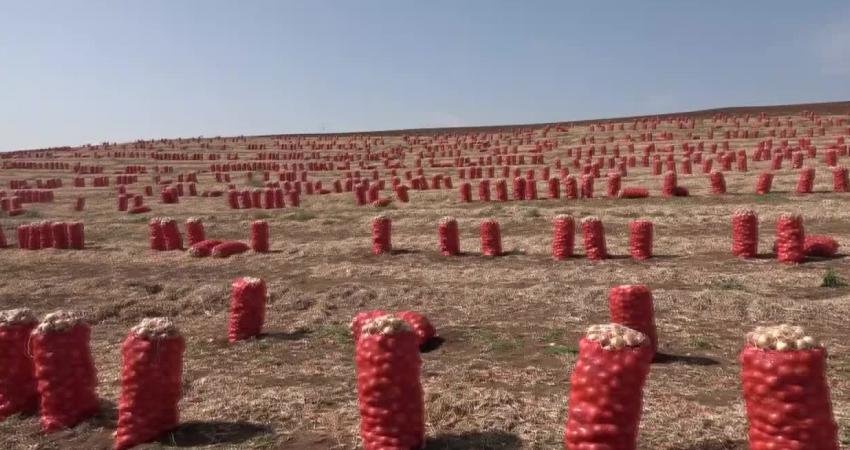 Mevsimlik tarım işçileri tarlalardaki işlerin bitmesiyle yavaş yavaş memleketlerine dönmeye