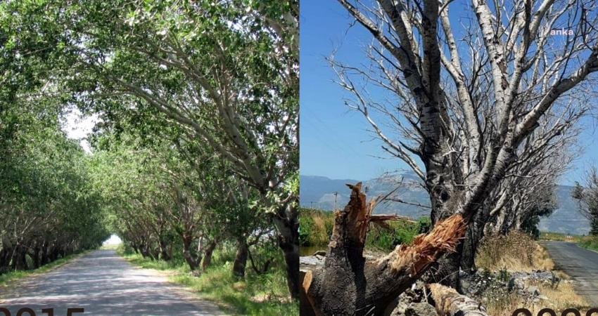 Söke Ovası’nda akçakavak ağaçlarıyla çevrili, adeta bir doğal fotoğraf stüdyosu