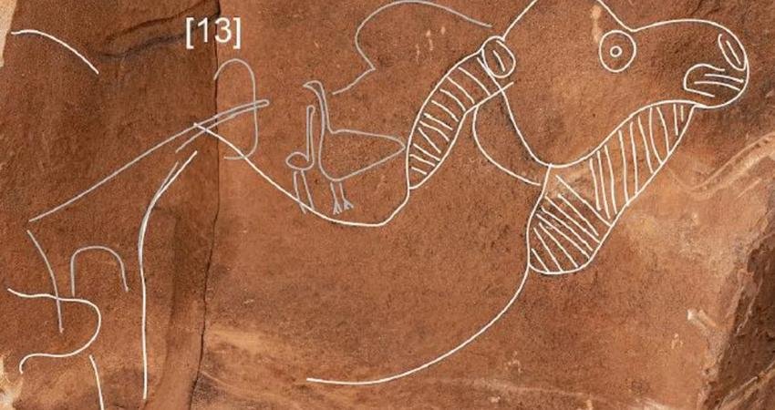 Suudi Arabistan'da Neolitik öncesi döneme ait, gerçek boyutlu deve oymaları