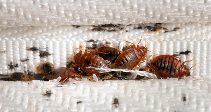 Paris'te tahtakurusu paniği yaşanıyor. Öyle ki, yetkililer "iyi uykular, tahtakurularının